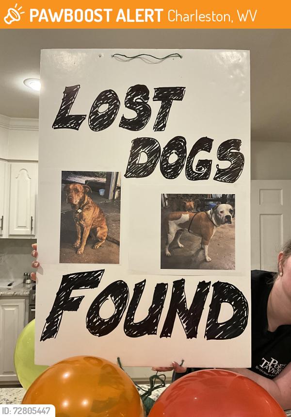 Found/Stray Male Dog last seen Connell Road between Clintwood and Jamestown, Charleston, WV 25314