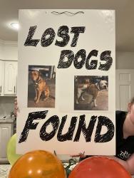 Found/Stray Male Dog last seen Connell Road between Clintwood and Jamestown, Charleston, WV 25314