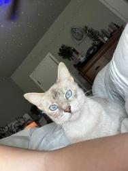 Lost Female Cat last seen 82nd st North and N 129th East Ave Neighborhood by Mills Elementary School Owasso, Owasso, OK 74055