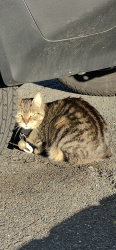 Found/Stray Unknown Cat last seen Hiding under a car at the Northampton train station parking lot next to Yes Computers, Northampton, MA 01060