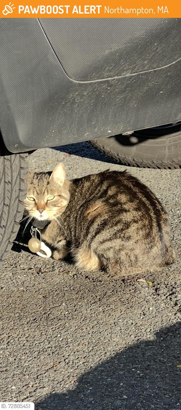 Found/Stray Unknown Cat last seen Hiding under a car at the Northampton train station parking lot next to Yes Computers, Northampton, MA 01060