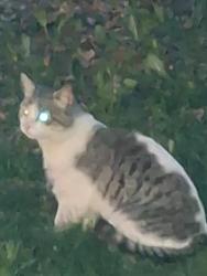Found/Stray Unknown Cat last seen S Anson rd stanfordville , Stanfordville, NY 12581