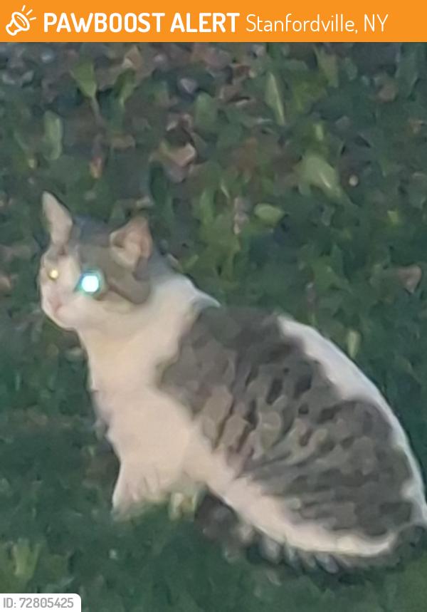 Found/Stray Unknown Cat last seen S Anson rd stanfordville , Stanfordville, NY 12581