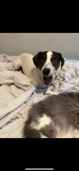 Lost Male Dog last seen Garden rd, Boone station dr , Burlington, NC 27215