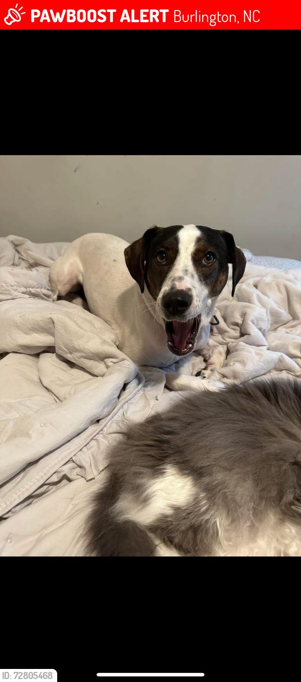 Lost Male Dog last seen Garden rd, Boone station dr , Burlington, NC 27215