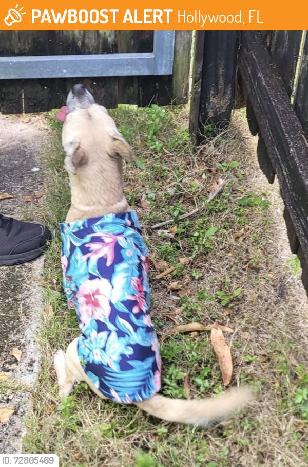Found/Stray Unknown Dog last seen Wiley St. 15th Ave. , Hollywood, FL 33020