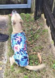 Found/Stray Unknown Dog last seen Wiley St. 15th Ave. , Hollywood, FL 33020