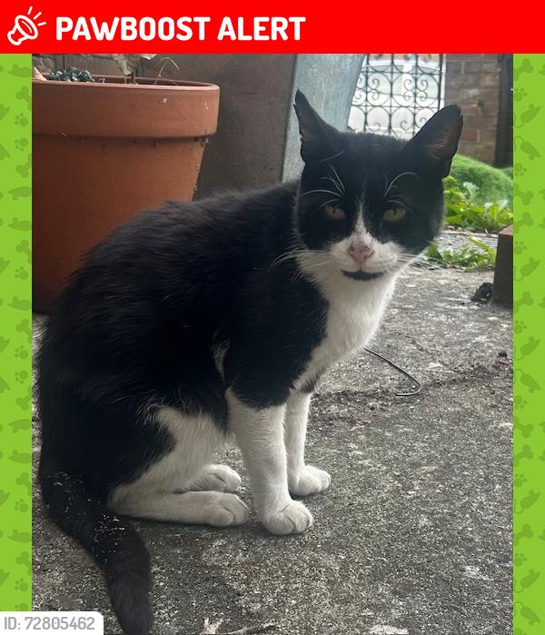 Lost Male Cat last seen In rear gardens of Montholme Road /Thurleigh Rd / Blenkarne Rd , Greater London, England SW11