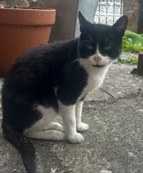 Lost Male Cat last seen In rear gardens of Montholme Road /Thurleigh Rd / Blenkarne Rd , Greater London, England SW11