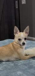 Lost Female Dog last seen Near clear creek drive, Wheat Ridge, CO 80401