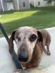Lost Female Dog last seen Near Vantage Point Place , Pickerington, OH 43147