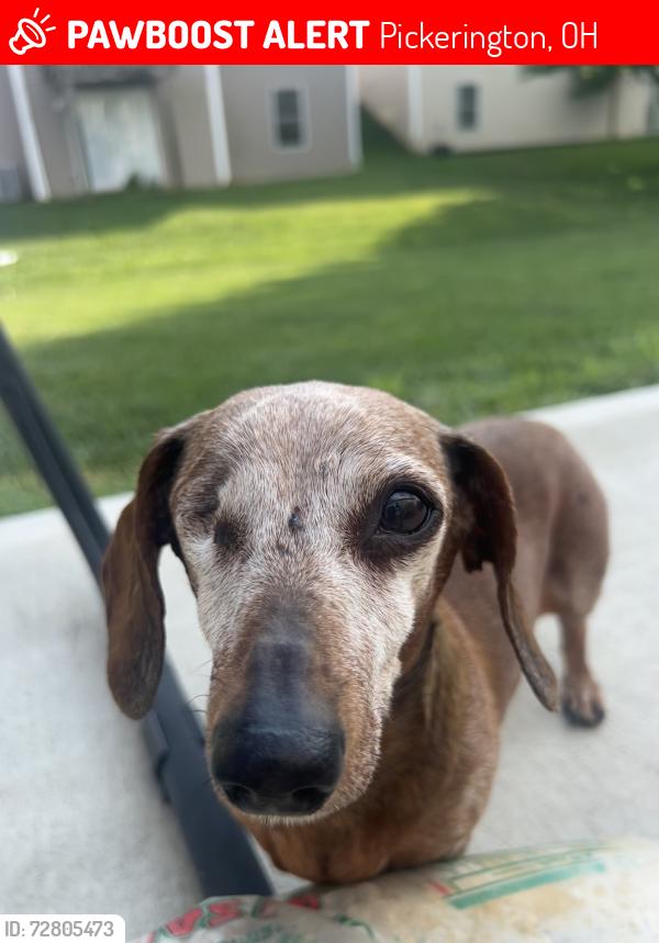 Lost Female Dog last seen Near Vantage Point Place, Pickerington, OH 43147