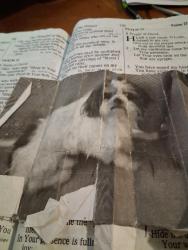 Lost Male Dog last seen Airport road sabra Court , Houston, TX 77048