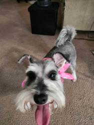 Lost Female Dog last seen Neighborhood behind the Mazzios , Glenpool, OK 74033