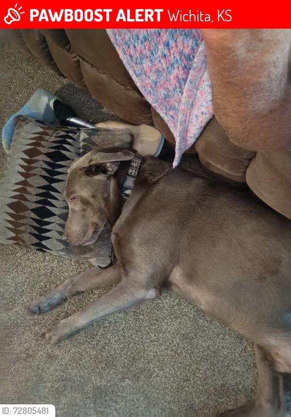 Lost Male Dog last seen South high school, Wichita, KS 67217