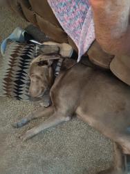 Lost Male Dog last seen South high school, Wichita, KS 67217