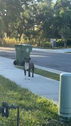 Lost Unknown Dog last seen River run way , Bradenton, FL 34208