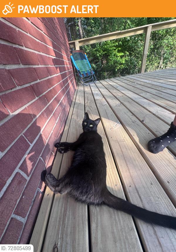 Found/Stray Unknown Cat last seen mistyhill drive, Springfield Township, OH 45240
