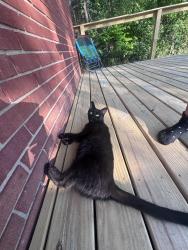 Found/Stray Unknown Cat last seen mistyhill drive, Springfield Township, OH 45240