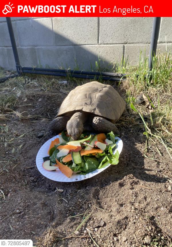 Lost Female Other last seen Tujunga Canyon & Olcott St, Los Angeles, CA 91042