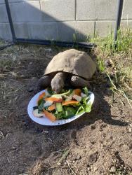 Lost Female Other last seen Tujunga Canyon & Olcott St, Los Angeles, CA 91042