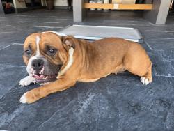 Found/Stray Female Dog last seen USPS Princeton, FL, Homestead, FL 33032