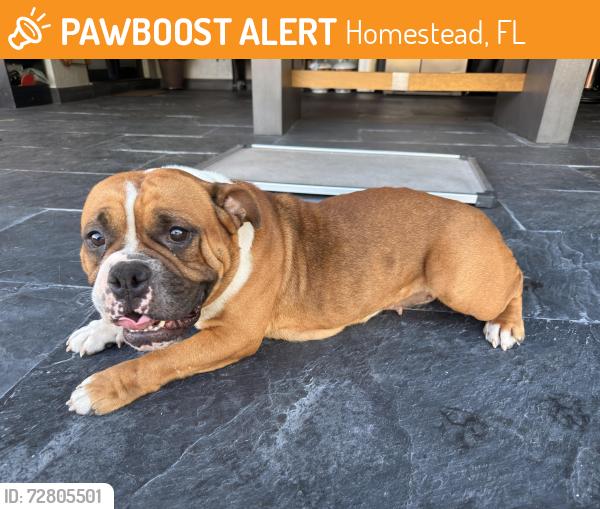 Found/Stray Female Dog last seen USPS Princeton, FL, Homestead, FL 33032