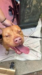 Found/Stray Male Dog last seen Bill Cooke Park Graham , Graham, NC 27253