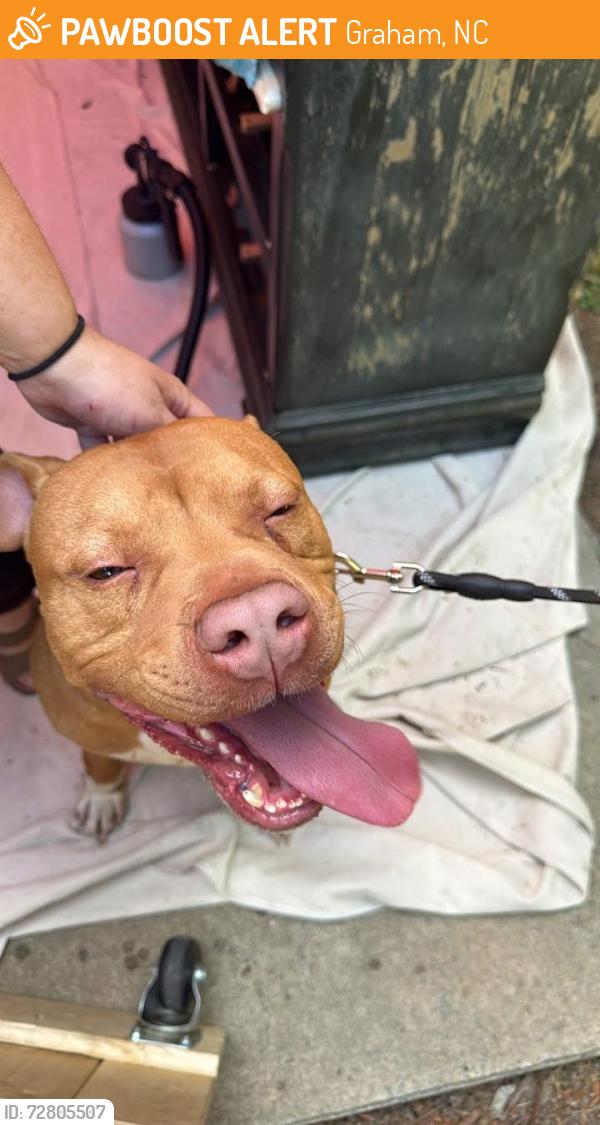 Found/Stray Male Dog last seen Bill Cooke Park Graham , Graham, NC 27253