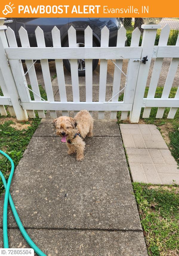 Found/Stray Male Dog last seen TULIP AVENUE and Evans Ave, Evansville, IN 47711
