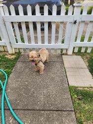 Found/Stray Male Dog last seen TULIP AVENUE and Evans Ave, Evansville, IN 47711