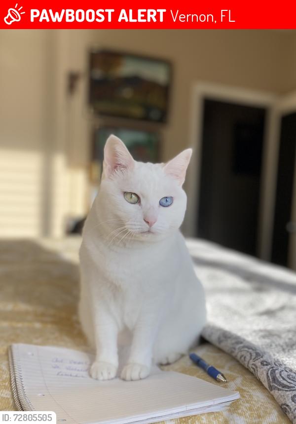 Lost Female Cat last seen Near Spoolmill and Roscoe Rds in Vernon, Vernon, FL 32462
