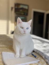Lost Female Cat last seen Near Spoolmill and Roscoe Rds in Vernon, Vernon, FL 32462