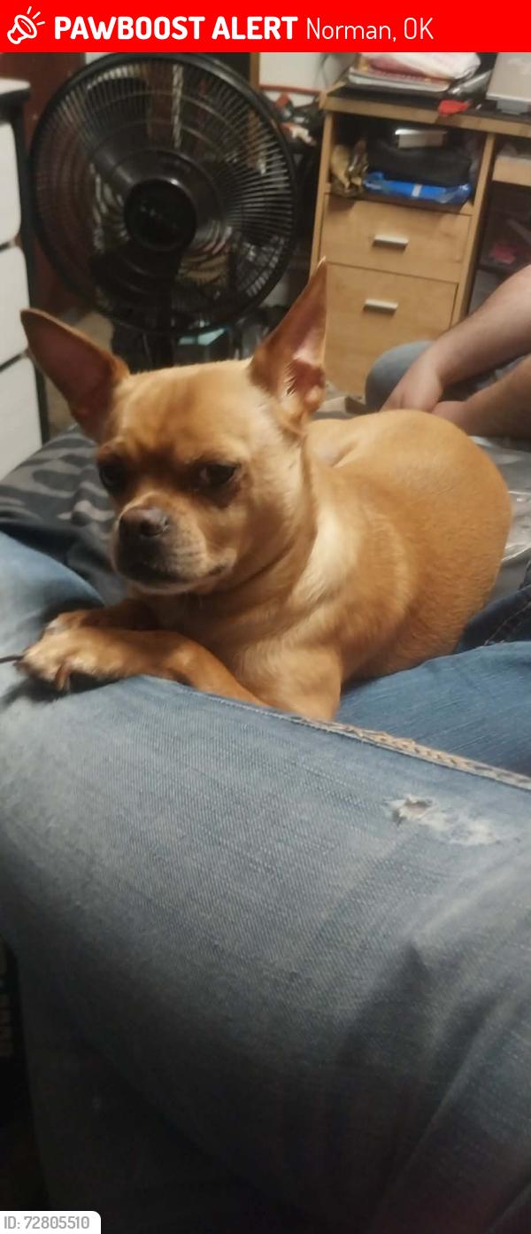 Lost Male Dog last seen Main and berry , Norman, OK 73069
