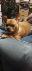 Lost Male Dog last seen Main and berry , Norman, OK 73069