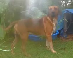 Lost Male Dog last seen Knowles Rd/  Guiles Rd/  BellShoals Rd, Hillsborough County, FL 33594