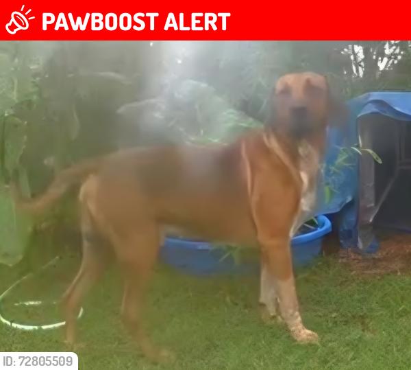 Lost Male Dog last seen Knowles Rd/  Guiles Rd/  BellShoals Rd, Hillsborough County, FL 33594