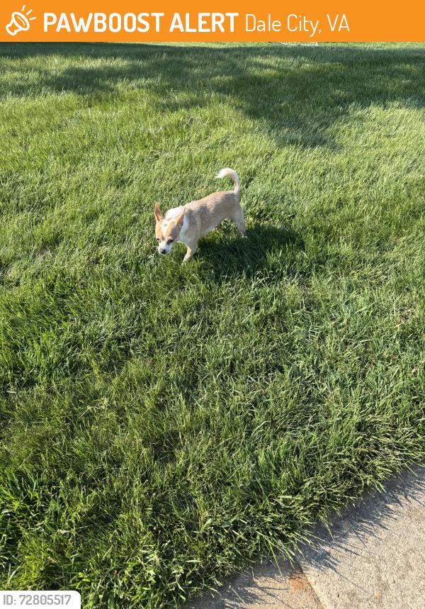 Found/Stray Male Dog last seen Trendale villas , Dale City, VA 22193