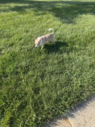 Found/Stray Male Dog last seen Trendale villas , Dale City, VA 22193