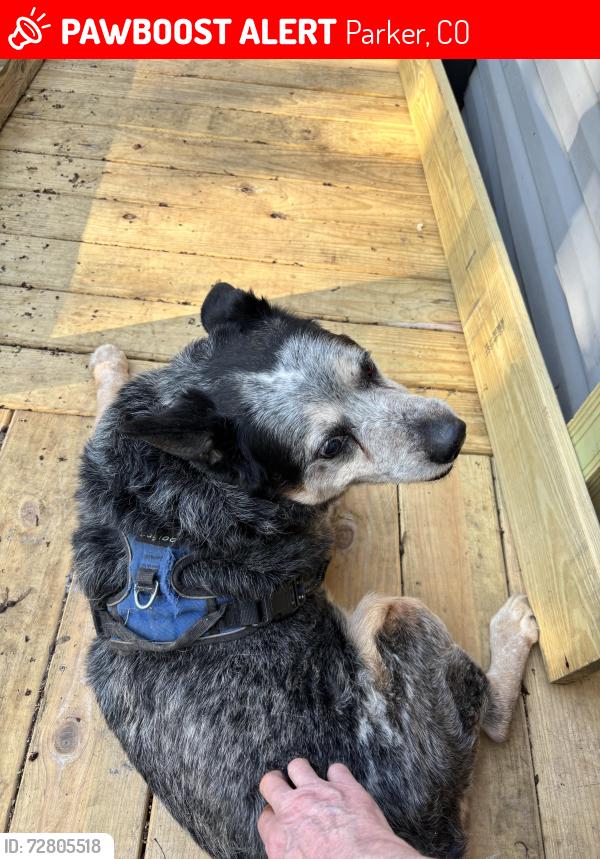 Lost Male Dog last seen Near young street Georgetown ky, Parker, CO 80138