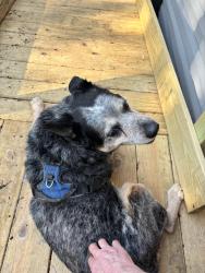 Lost Male Dog last seen Near young street Georgetown ky, Parker, CO 80138