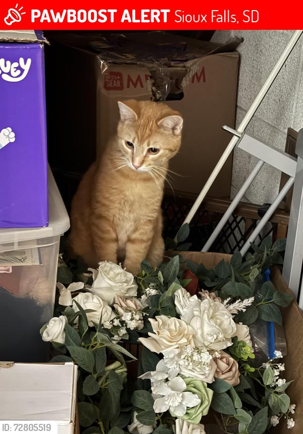 Lost Male Cat last seen 33rd, Sioux Falls, SD 57105