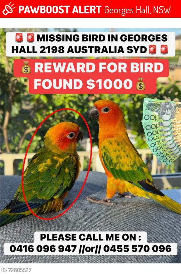 Lost Male Bird last seen binalong ave george’s hall , Georges Hall, NSW 2198