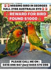 Lost Male Bird last seen binalong ave george’s hall , Georges Hall, NSW 2198