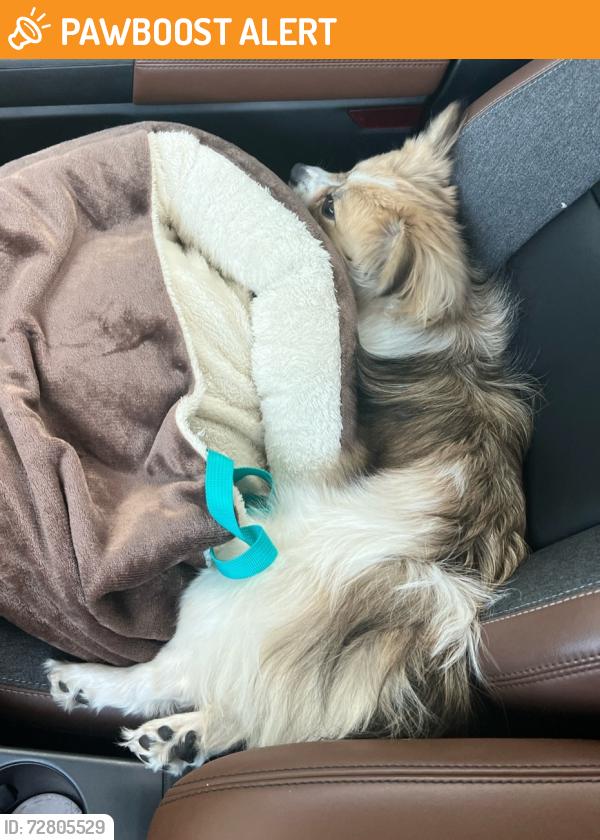 Found/Stray Female Dog last seen Jerusalem church, Johnston County, NC 27542