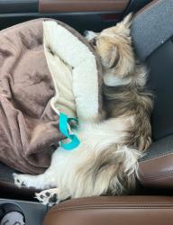 Found/Stray Female Dog last seen Jerusalem church, Johnston County, NC 27542