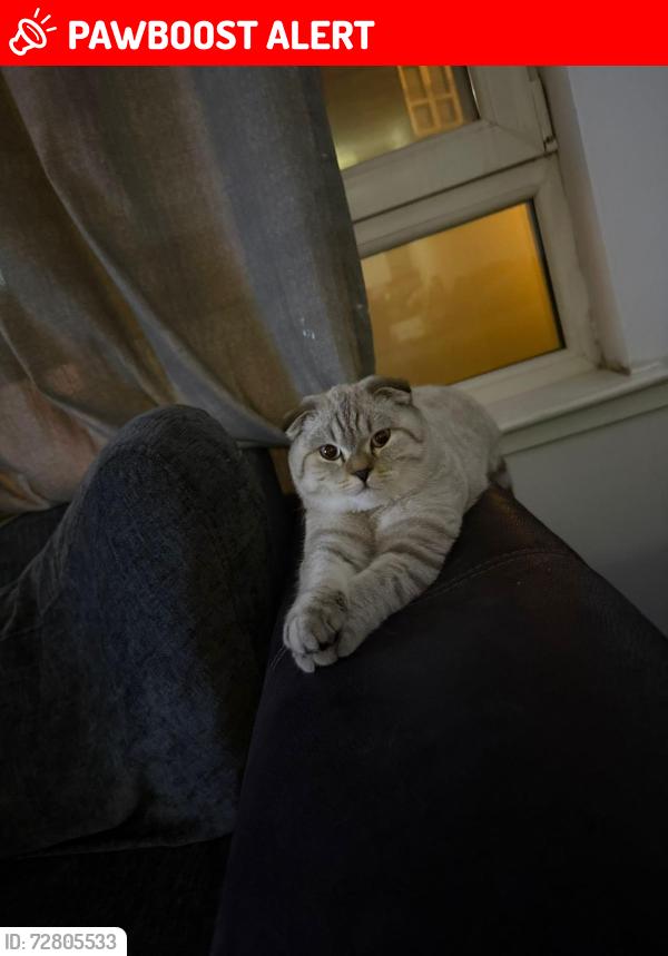 Lost Unknown Cat last seen Near Masshouse Plaza, West Midlands, England B5 5JE