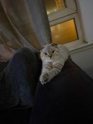 Lost Unknown Cat last seen Near Masshouse Plaza, West Midlands, England B5 5JE