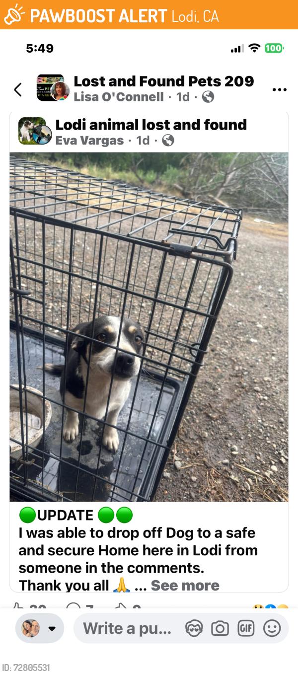Found/Stray Female Dog last seen Cherokee Lane/ Costco area, Lodi, CA 95258