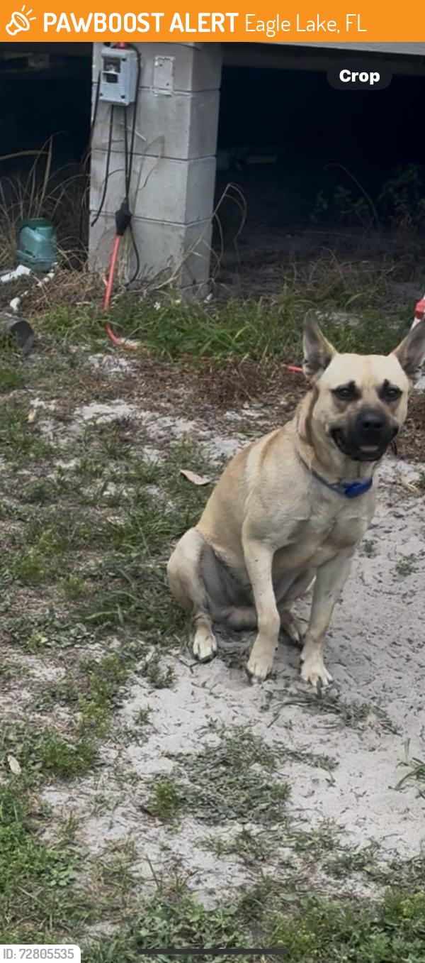 Found/Stray Male Dog last seen Eagle Ave and Starling Rd, Eagle Lake, FL 33839
